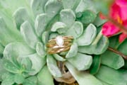 Detail Shot at the Stonewall Jackson Hotel Staunton wedding & engagement rings in succulent at Stonewall Jackson Hotel in Staunton, Virginia